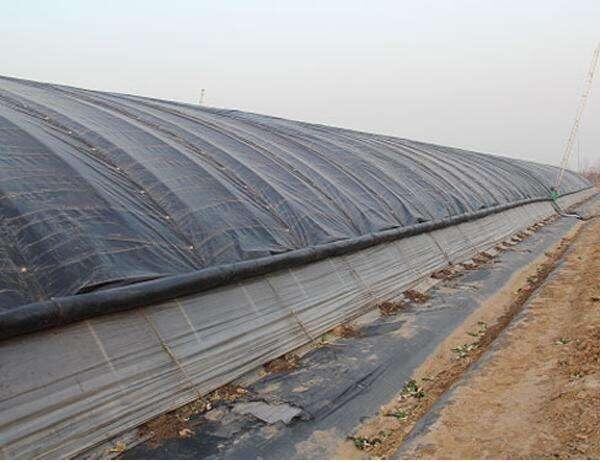 为什么无纺布在蔬菜大棚上广受欢迎